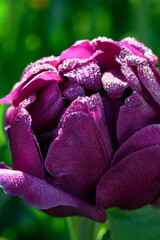 Purple Tulip Covered with Dew Drops