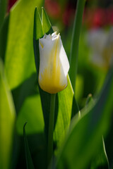 Yellow and White Unopened Tulip in Greenery