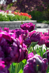 Patch of Purple Tulips in Garden