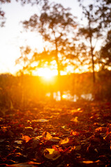 Sunset through the trees on a leaf-covered trail.
