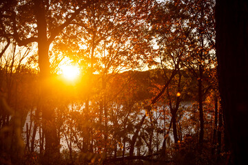 Sunset through the trees.