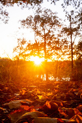 Sunset through the trees on a leaf-covered trail.