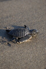 Baby turtle walking on the beach