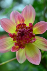 Fototapeta premium ダリア・こころ