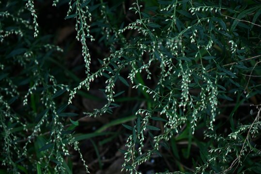 Japanese mugwort ( Artemisis indica ) flowers. Asteraceae perennial plants.The flowering period is from September to October. The leaves are food and herbal medicine.