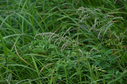 Japanese mugwort ( Artemisis indica ) flowers. Asteraceae perennial plants.The flowering period is from September to October. The leaves are food and herbal medicine.