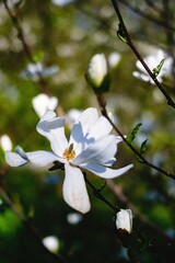 White magnolia flowers on a branch in the garden. Spring background.