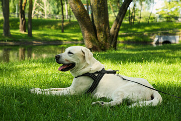 Cute Labrador Retriever with leash on green grass in park. Dog walking