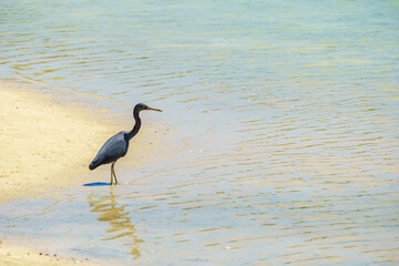 Reef heron wading at waters edge