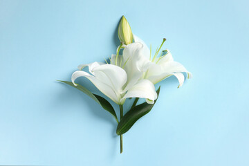 Obraz premium Beautiful white lily plant on light blue background, top view
