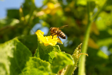 Honeybee collecting nectar from yellow flower outdoors, closeup