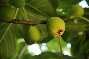 Unripe figs growing on tree in garden, closeup