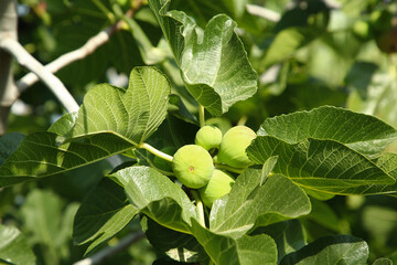 Unripe figs growing on tree in garden