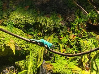 Chameleon 