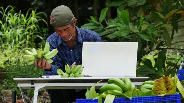 Modern farming, gardener leverages a computer database to meticulously track the yield of his organic vegetables, adhering to the concept of sustainable agriculture that eschews chemical fertilizers