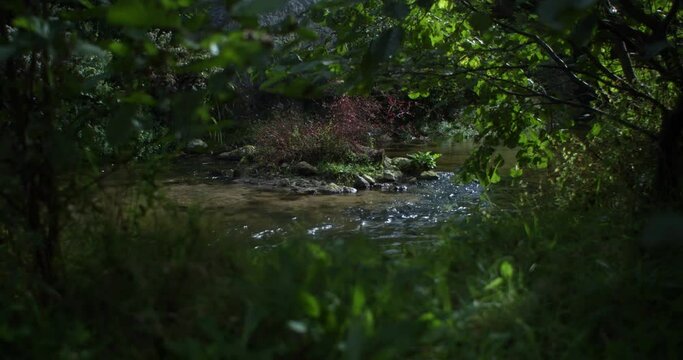 petit ruisseau qui coule  sur des pierres au milieux de la forêt