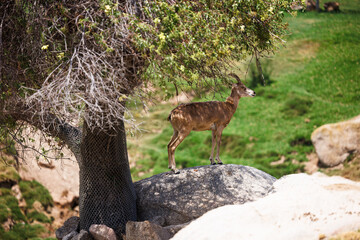 goat stands on a rock by a tree