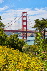 View of Golden Gate Bridge framed by wildflowers and trees on shoreline with view of bay