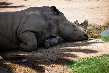 rhinoceros snoozes in the shade by the water, close up
