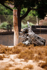 dead tree stump sitting in the savannah