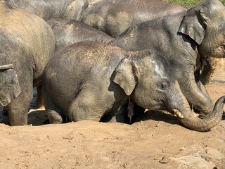 Elephant and elephant calf playing in the mud