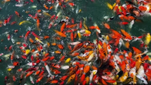 Many colorful fancy koi carp fishes add cartoon effect