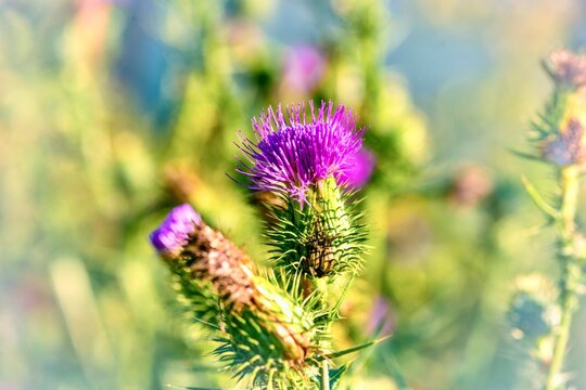 Thistle is a strong, tall herb, densely strewn with thorns. The flower is a cluster of feathery bristles in a fluffy purple basket.