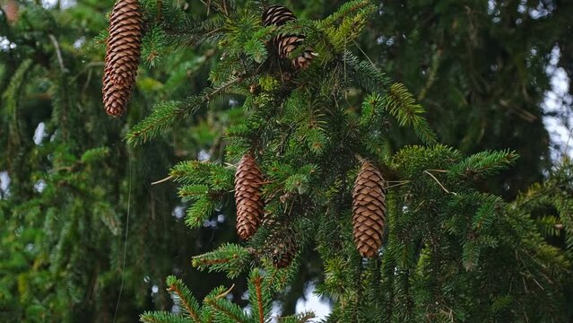 Evergreen Coniferous Spruce Tree Branch With Bunch of Ripe Cones