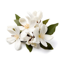 White Oleander flowers isolated on a white background 
