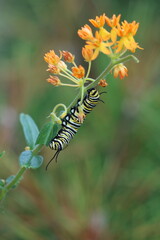 A monarch caterpillar climbing butterfly weed