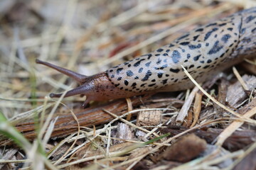 A leopard slug on mulch