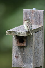 An eastern phoebe shouting from the rooftop of a bluebird house