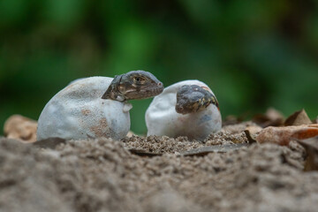 Baby red iguana hatching from egg on pile of sand with bokeh background