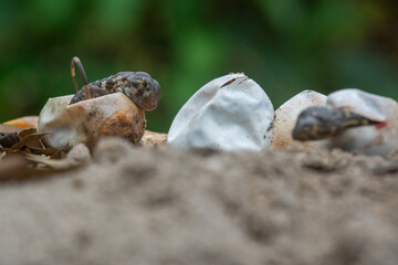 Baby red iguana hatching from egg on pile of sand with bokeh background