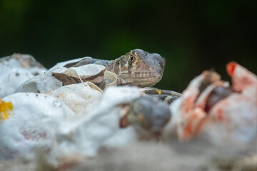 Baby red iguana hatching from egg on pile of sand with bokeh background