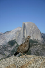 Female sooty grouse in Yosemite National Park with iconic Half Dome in the background. 