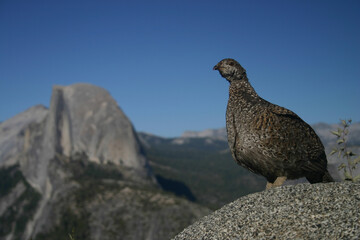 A beautiful mountain vista: a female sooty grouse in Yosemite National Park with half dome in the background. 