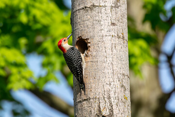 The Red-bellied Wodpecker (Melanerpes carolinus) 