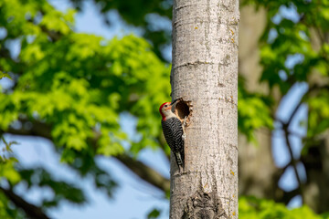 The Red-bellied Wodpecker (Melanerpes carolinus) 