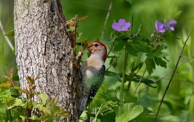 The Red-bellied Wodpecker (Melanerpes carolinus) 