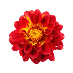 Red yellow flower isolated on transparent background,transparency 