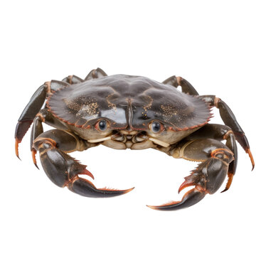 Mud crab isolated on transparent background,transparency 