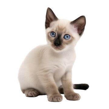 Siamese kitten,cute kitten  isolated on transparent background,transparency 