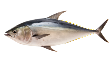 Tuna,whole tuna,blue fin tuna fish isolated on transparent background,transparency 