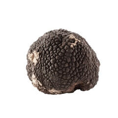 black truffle,truffle mushroom isolated on transparent background,transparency 
