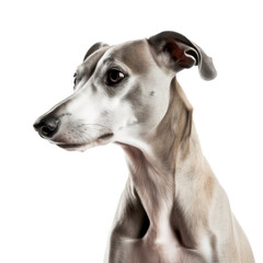 whippet dog portrait isolated on transparent background,transparency 