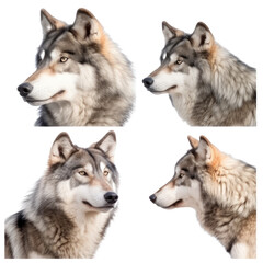 Set of wolf head isolated on transparent background,transparency 