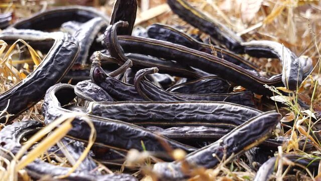 Pods fruit (Samanea saman, saman, rain tree, monkeypod, Chankiri Tree). This fruit is used as tempe