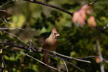 Northern Cardinal (Cardinalis cardinalis), female  sitting on a  tree branch