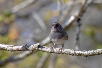 The dark-eyed junco (Junco hyemalis), male on the branch tree